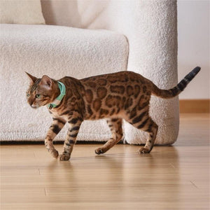 Unleash Joy with the Pet Cat Toy Laser Collar