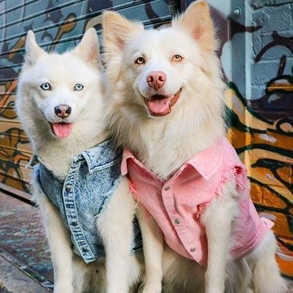 The Perfect Pet Fashion Statement: Pet Dog Washed Denim Jacket