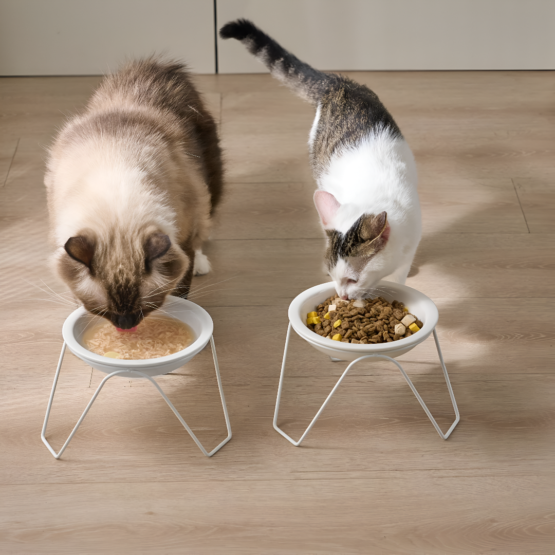 Feeding Essentials for Health & Happiness