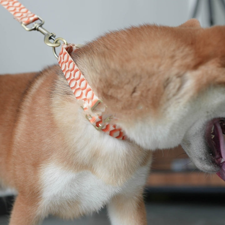 Pet Haulage Rope Wear-resistant Printing Leash