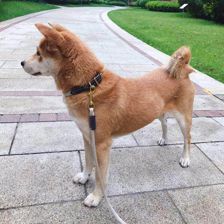 Pet Hand Holding Rope Leash