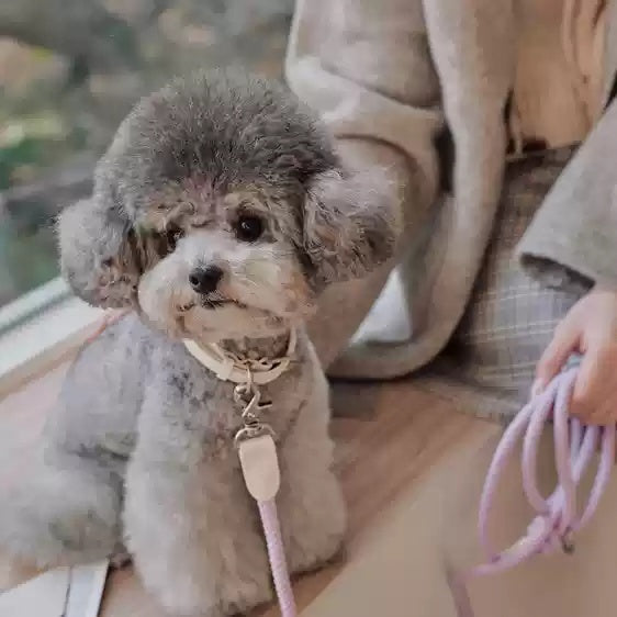 Dog Collar Leather Hand Holding Leash