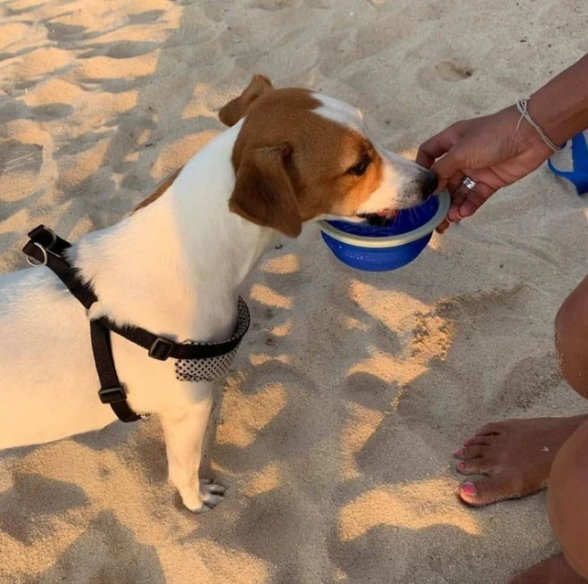 Pet traction rope kettle trash bag & Leash