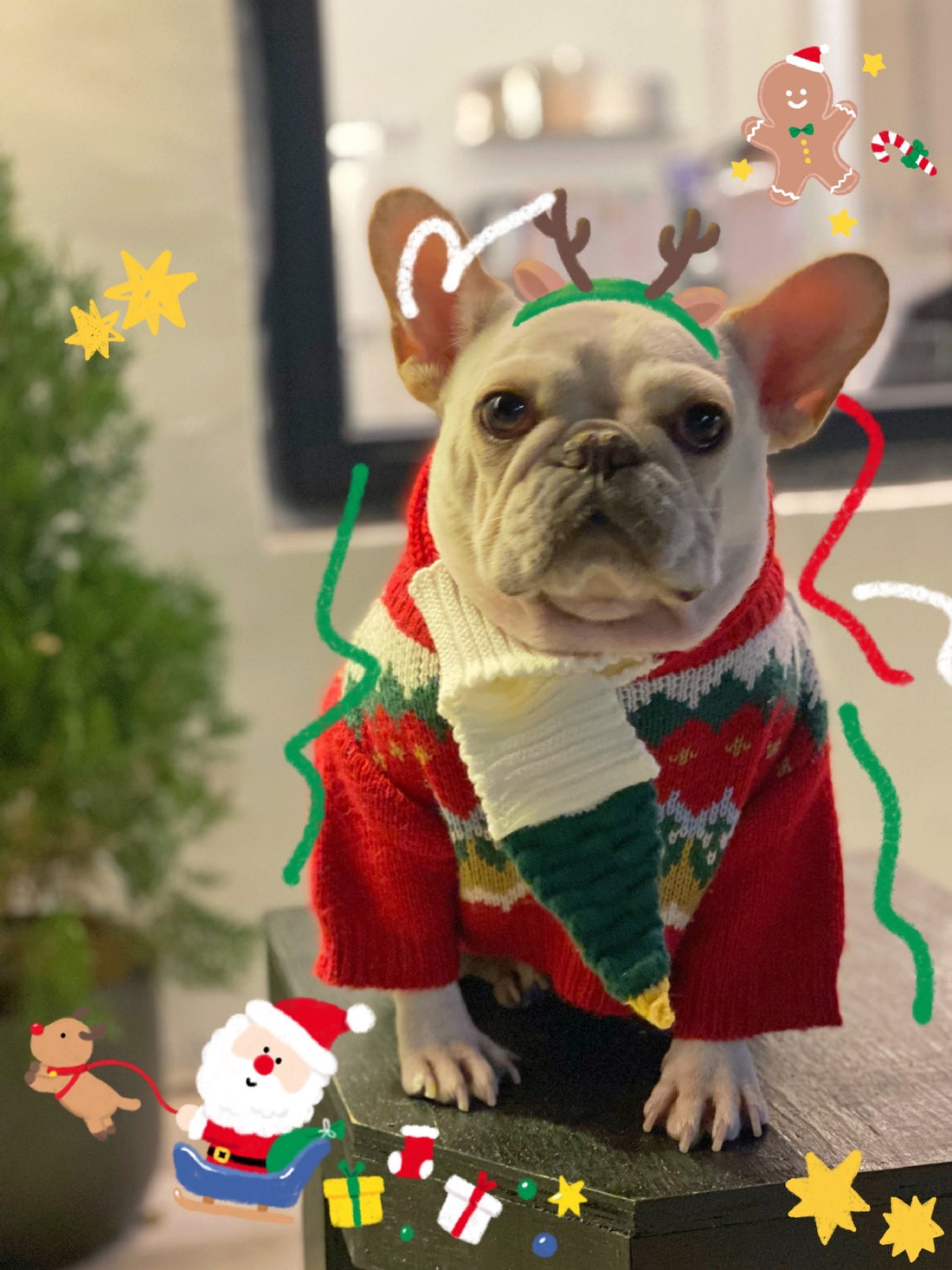 Pet Christmas Sweater Clothing
